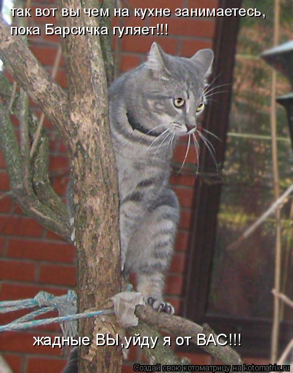 Котоматрица: так вот вы чем на кухне занимаетесь, пока Барсичка гуляет!!! жадные ВЫ,уйду я от ВАС!!!