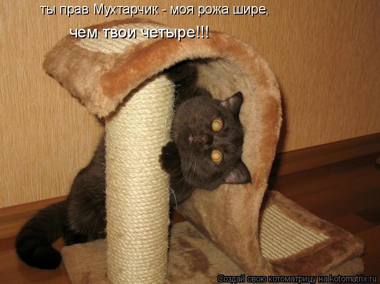 Котоматрица: ты прав Мухтарчик - моя рожа шире, чем твои четыре!!!