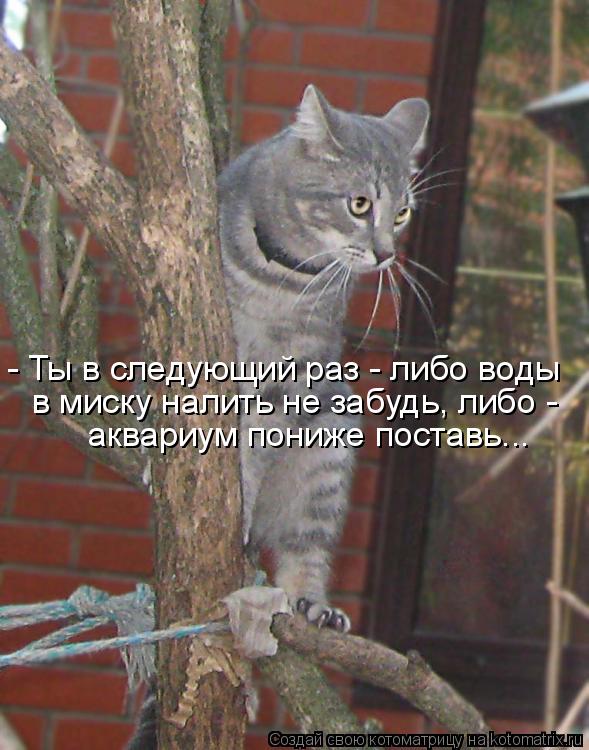 Котоматрица: - Ты в следующий раз - либо воды в миску налить не забудь, либо -  аквариум пониже поставь...