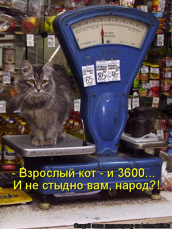 Котоматрица: - Взрослый кот - и 3600... И не стыдно вам, народ?!.