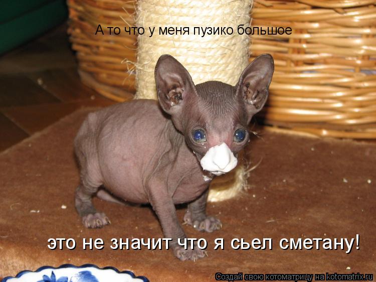 Котоматрица: А то что у меня пузико большое это не значит что я сьел сметану!