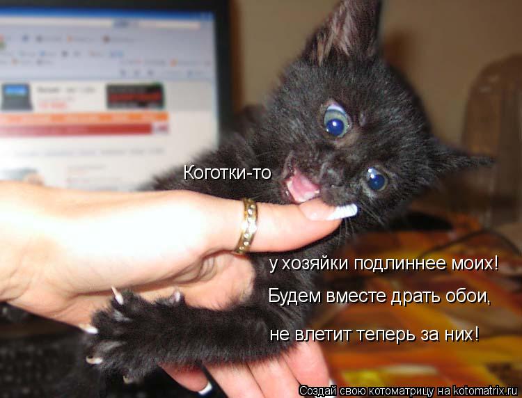 Котоматрица: Коготки-то у хозяйки подлиннее моих! не влетит теперь за них! Будем вместе драть обои,