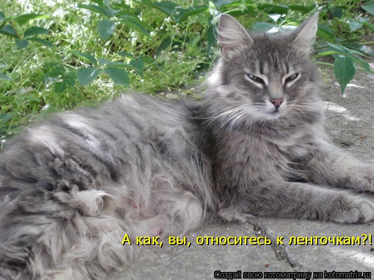 Котоматрица: А как, вы, относитесь к ленточкам?!