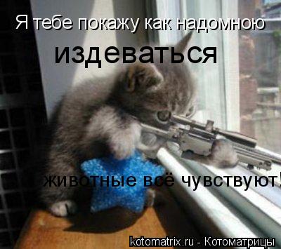 Котоматрица: Я тебе покажу как надомною издеваться животные всё чувствуют животные всё чувствуют!