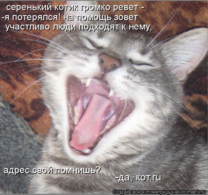Котоматрица: серенький котик громко ревет -  -я потерялся! на помощь зовет участливо люди подходят к нему, адрес свой помнишь? -да, кот.ru