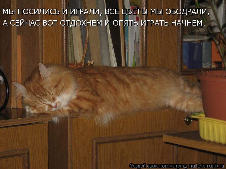 Котоматрица: МЫ НОСИЛИСЬ И ИГРАЛИ, ВСЕ ЦВЕТЫ МЫ ОБОДРАЛИ, А СЕЙЧАС ВОТ ОТДОХНЕМ И ОПЯТЬ ИГРАТЬ НАЧНЕМ.  МЫ НОСИЛИСЬ И ИГРАЛИ, ВСЕ ЦВЕТЫ МЫ ОБОДРАЛИ,  А СЕЙЧ