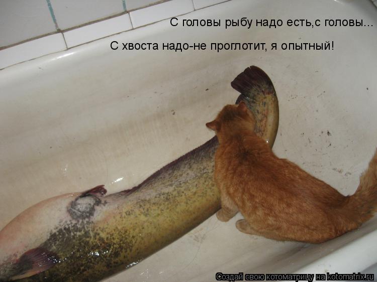 Котоматрица: С головы рыбу надо есть,с головы... С хвоста надо-не проглотит, я опытный!