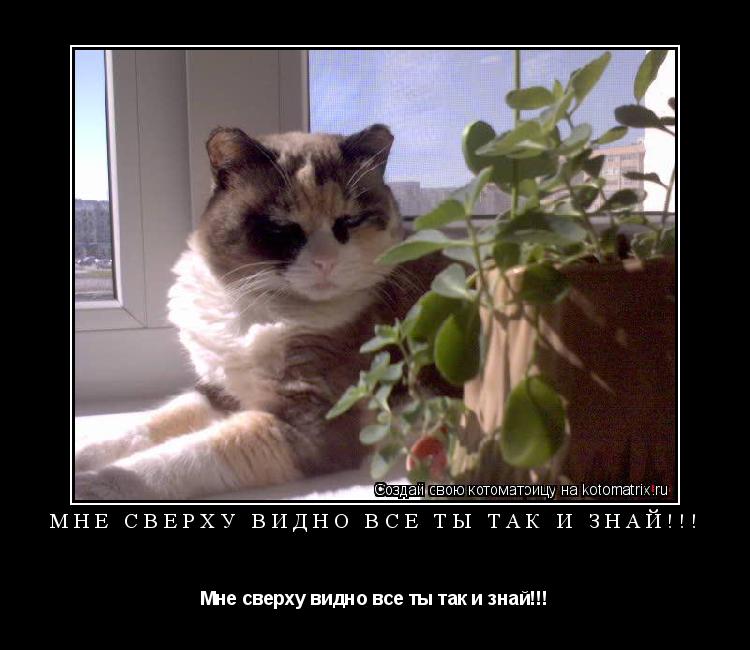 Котоматрица: Мне сверху видно все ты так и знай!!! Мне сверху видно все ты так и знай!!!