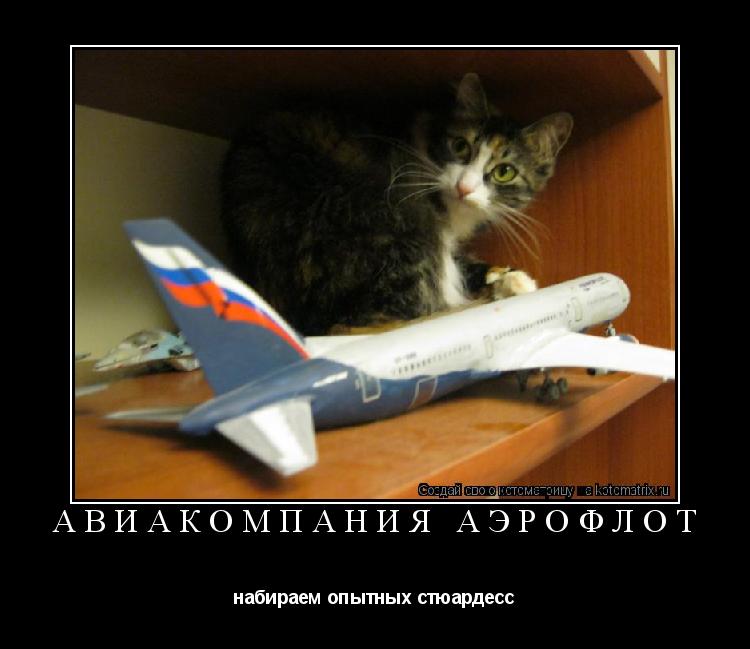 Котоматрица: авиакомпания Аэрофлот набираем опытных стюардесс