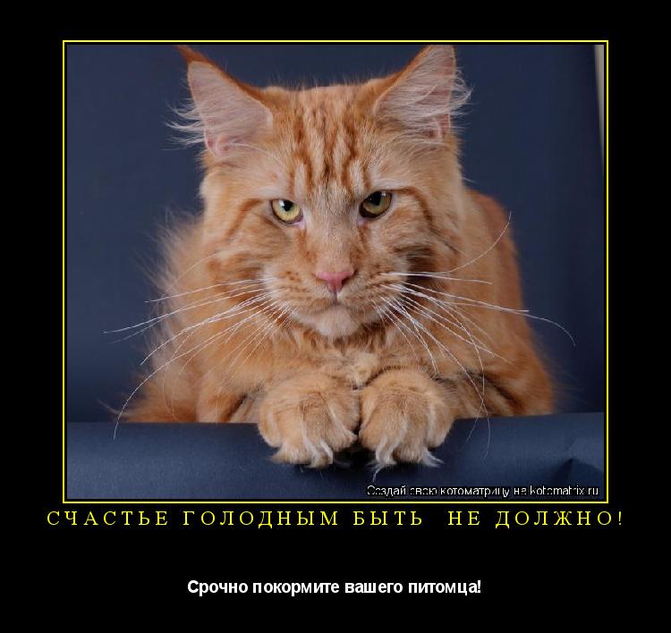 Счастье голодным быть НЕ ДОЛЖНО! Срочно покормите вашего питомца!... Котоматрица: Счастье голодным быть НЕ ДОЛЖНО! Срочно покормите вашего питомца!