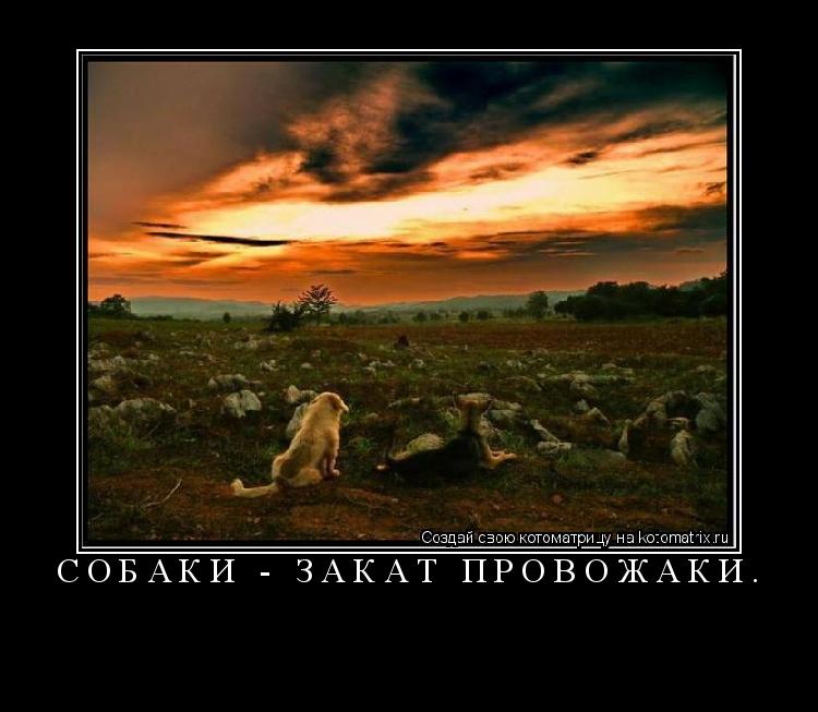 Котоматрица: Собаки - закат провожаки. 