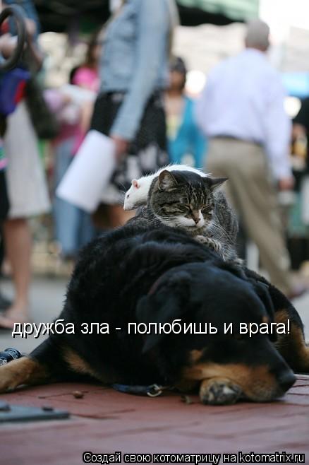 Котоматрица: дружба зла - полюбишь и врага!