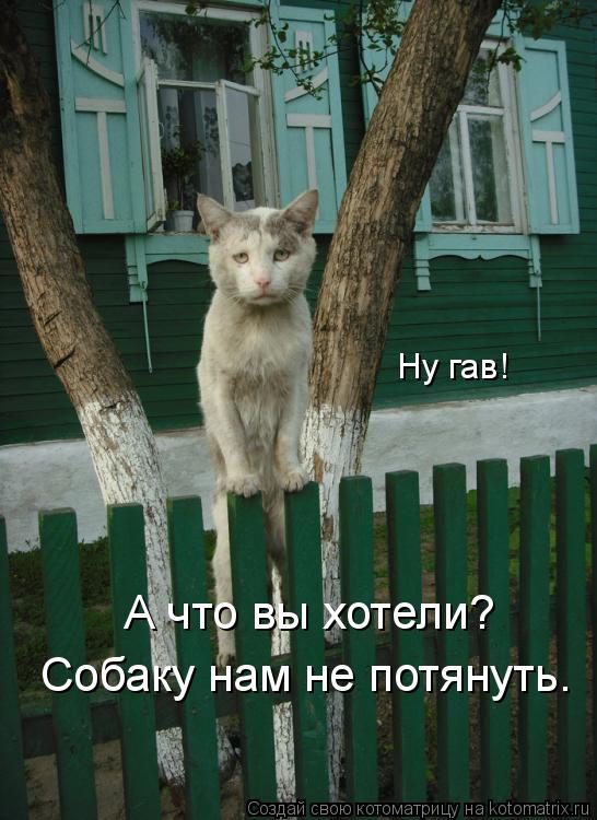 Ну гав! А что вы хотели? Собаку нам не потянуть.... Котоматрица: Ну гав! А что вы хотели? Собаку нам не потянуть.