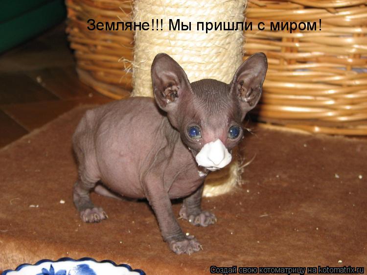 Земляне!!! Мы пришли с миром!... Котоматрица: Земляне!!! Мы пришли с миром!