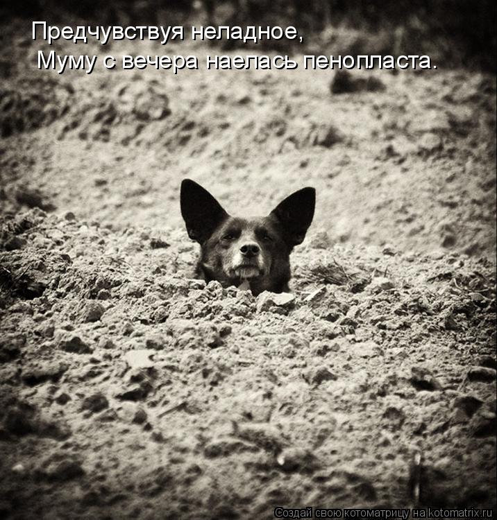 Предчувствуя неладное, Муму с вечера наелась пенопласта.... Котоматрица: Предчувствуя неладное, Муму с вечера наелась пенопласта.