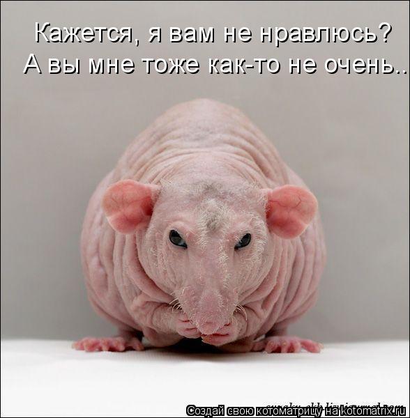 Кажется, я вам не нравлюсь? А вы мне тоже как-то не очень...... Котоматрица: Кажется, я вам не нравлюсь? А вы мне тоже как-то не очень...