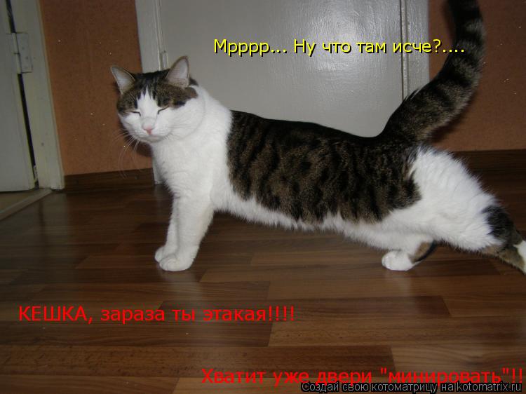 Котоматрица: Мрррр... Ну что там исче?.... КЕШКА, зараза ты этакая!!!! Хватит уже двери "минировать"!!!!