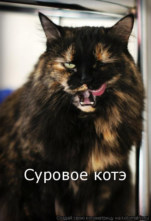Котоматрица: Суровое котэ