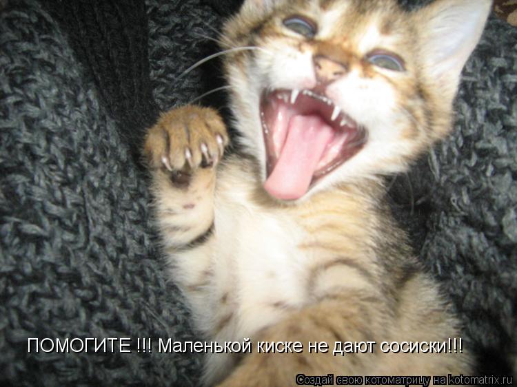 Котоматрица: ПОМОГИТЕ !!! Маленькой киске не дают сосиски!!!