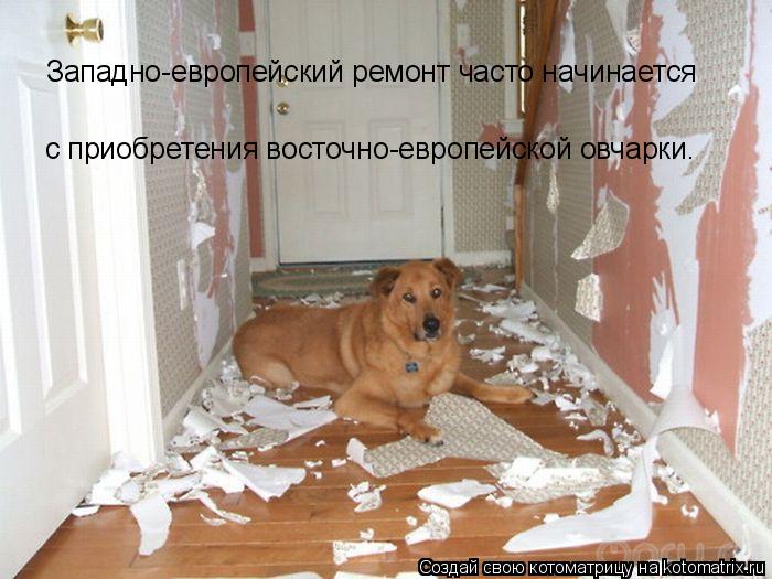 Котоматрица: Западно-европейский ремонт часто начинается с приобретения восточно-европейской овчарки.