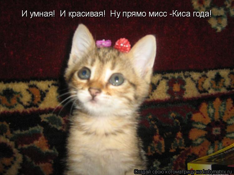 Котоматрица: И умная!  И красивая!  Ну прямо мисс -Киса года!