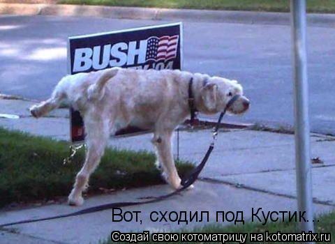 Котоматрица: Вот, сходил под Кустик...
