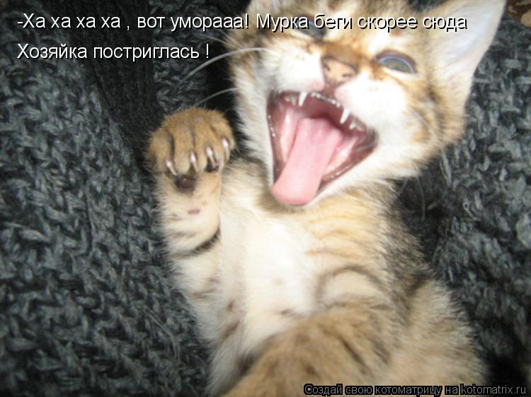 Котоматрица: -Ха ха ха ха , вот уморааа! Мурка беги скорее сюда Хозяйка постриглась !