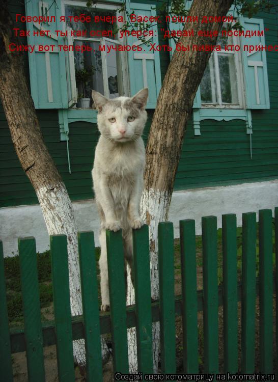Котоматрица: Говорил я тебе вчера, Васек, пошли домой. Так нет, ты как осел, уперся: "давай еще посидим" Сижу вот теперь, мучаюсь. Хоть бы пивка кто принес!