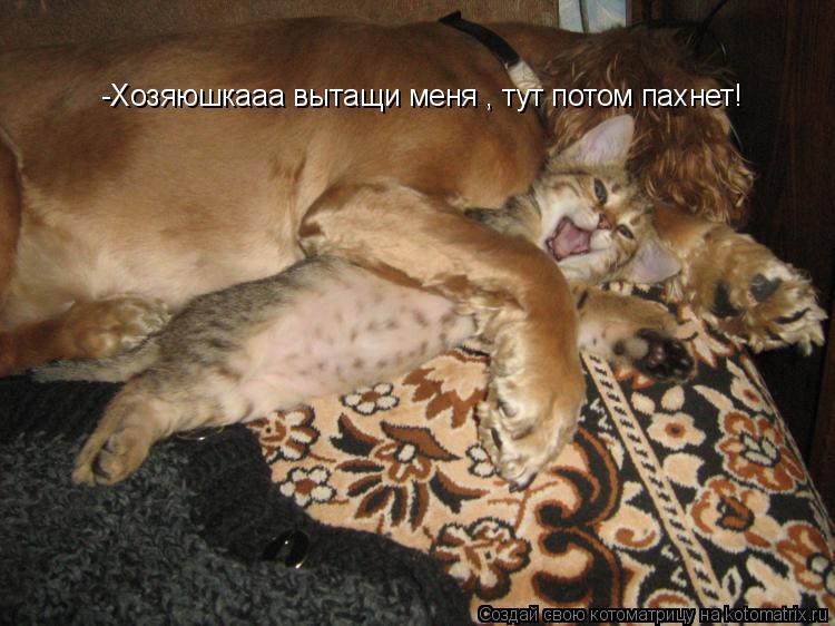 Котоматрица: -Хозяюшкааа вытащи меня , тут потом пахнет!