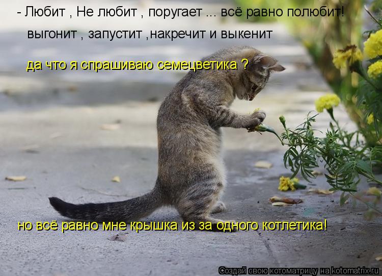 Котоматрица: - Любит , Не любит , поругает ... всё равно полюбит! выгонит , запустит ,накречит и выкенит да что я спрашиваю семецветика ?  но всё равно мне кры