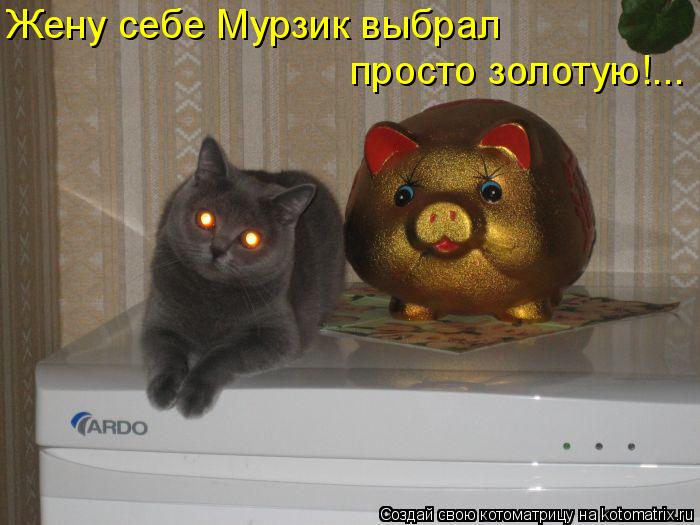 Котоматрица: Жену себе Мурзик выбрал  просто золотую!...