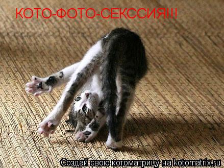 Котоматрица: КОТО-ФОТО-СЕКССИЯ!!!