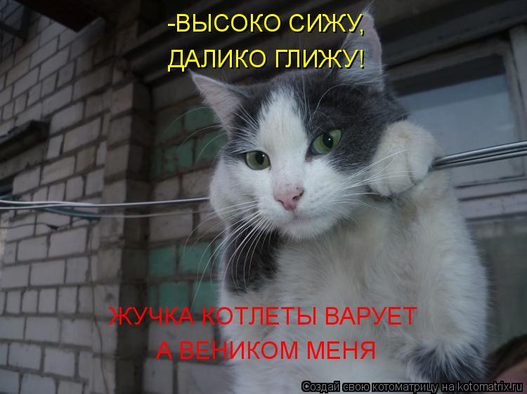 Котоматрица: -ВЫСОКО СИЖУ, ДАЛИКО ГЛИЖУ! ЖУЧКА КОТЛЕТЫ ВАРУЕТ  А ВЕНИКОМ МЕНЯ