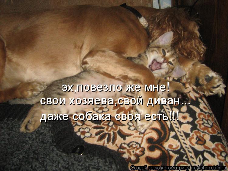 Котоматрица: эх,повезло же мне! свои хозяева,свой диван... даже собака своя есть!!!