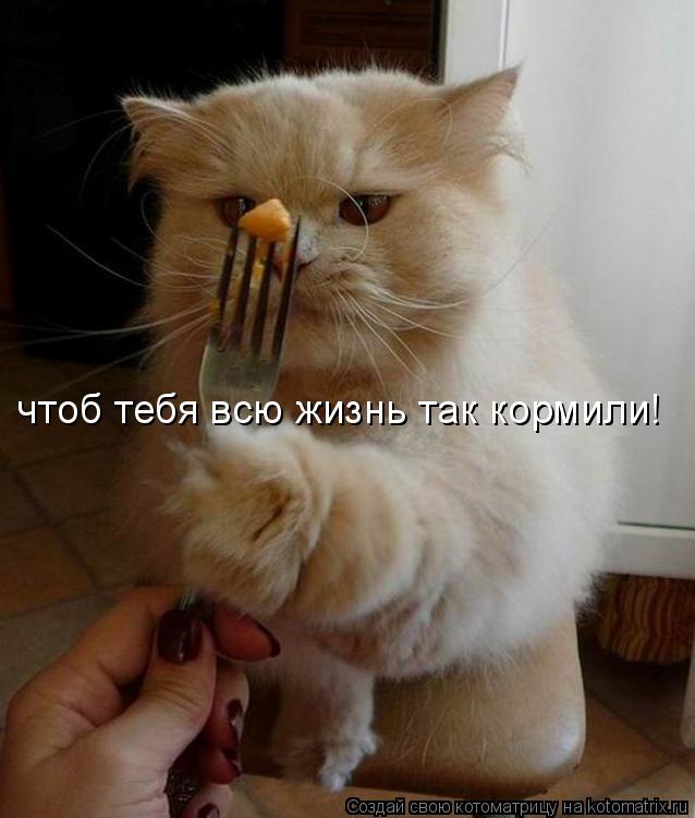 Котоматрица: чтоб тебя всю жизнь так кормили!