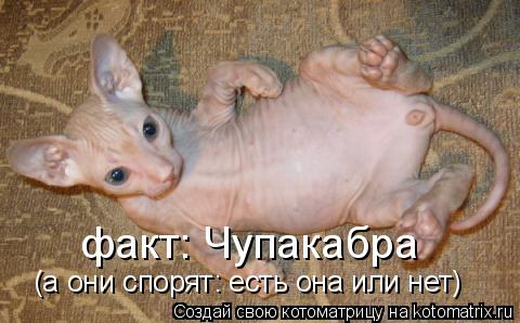 Котоматрица: факт: Чупакабра (а они спорят: есть она или нет)
