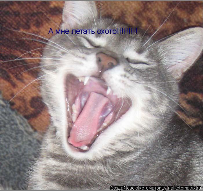 Котоматрица: А мне летать охото!!!!!!!!!