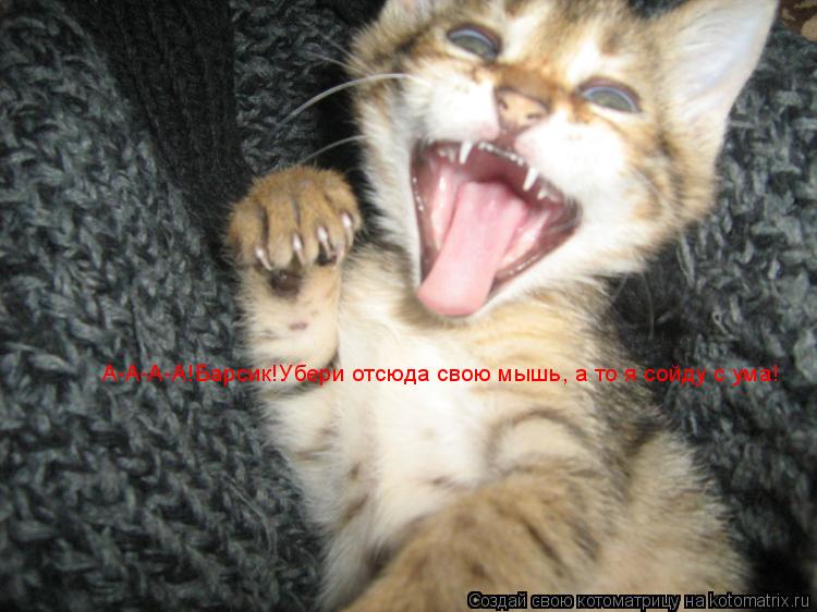Котоматрица: А-А-А-А!Барсик!Убери отсюда свою мышь, а то я сойду с ума!