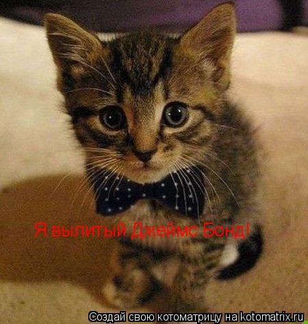 Котоматрица: Я вылитый Джеймс Бонд!