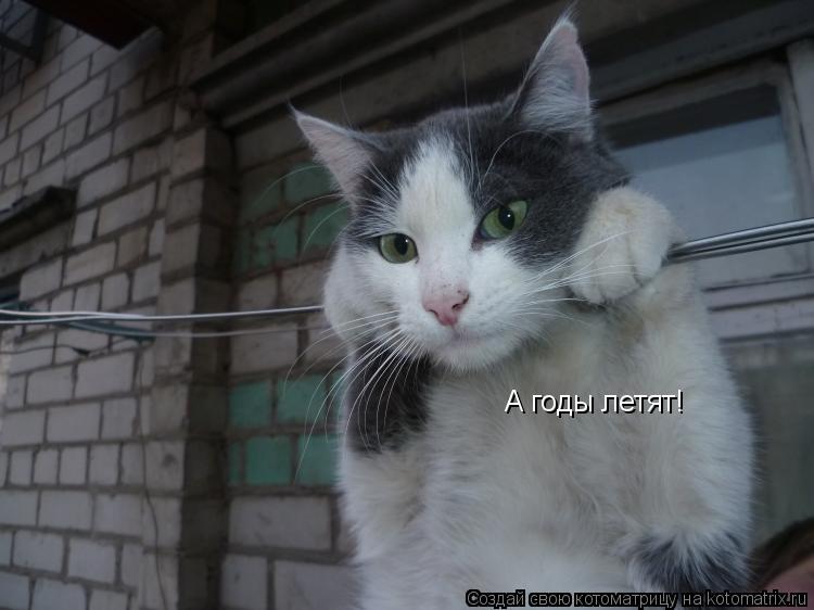 Котоматрица: А годы летят!