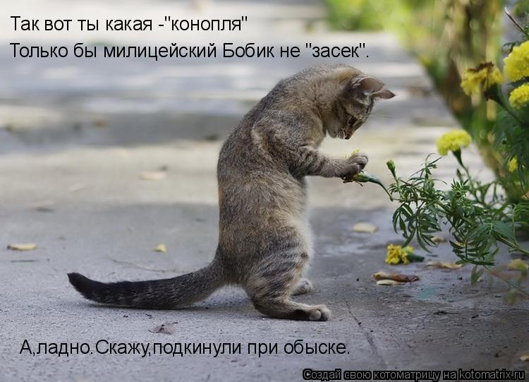 Котоматрица: Так вот ты какая -"конопля" Только бы милицейский Бобик не "засек". А,ладно.Скажу,подкинули при обыске.