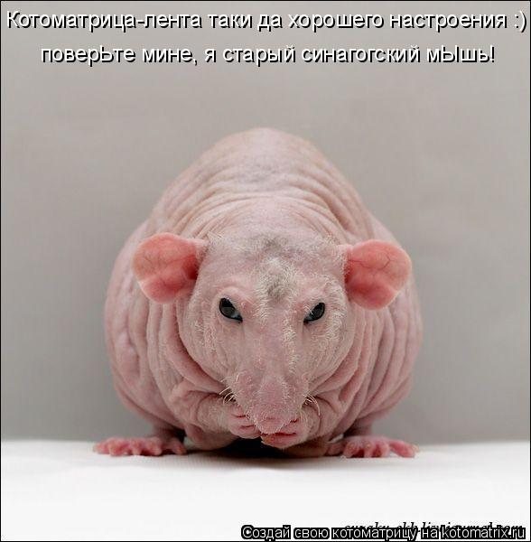 Котоматрица: Котоматрица-лента таки да хорошего настроения :) поверЬте мине, я старый синагогский мЫшь!