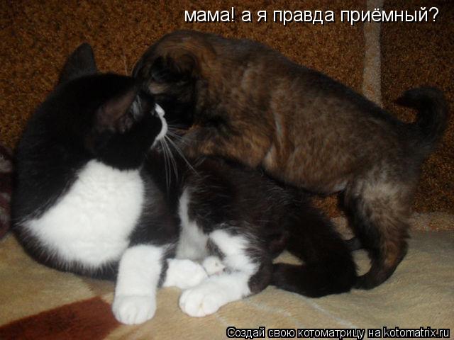 Котоматрица: мама! а я правда приёмный?
