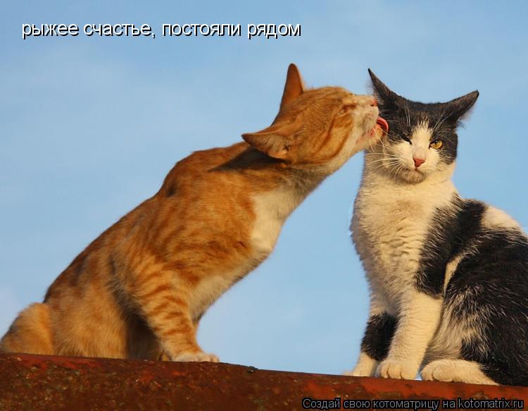 Котоматрица: рыжее счастье, постояли рядом