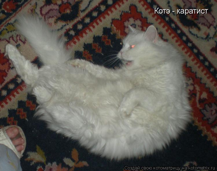 Котоматрица: Котэ - каратист
