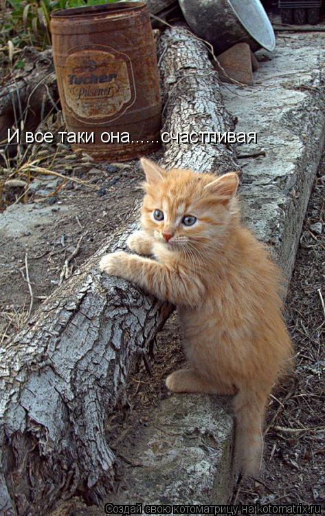 Котоматрица: И все таки она......счастливая