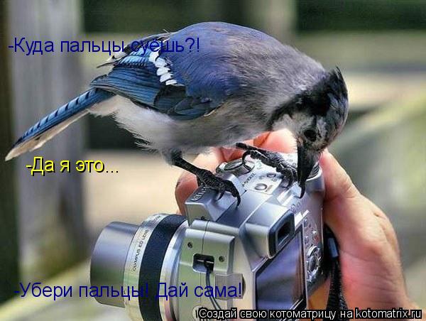 Котоматрица: -Да я это... -Убери пальцы! Дай сама! -Куда пальцы суёшь?!