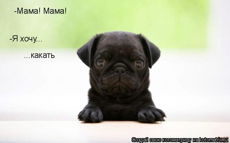 Котоматрица: -Мама! Мама! -Я хочу... ...какать