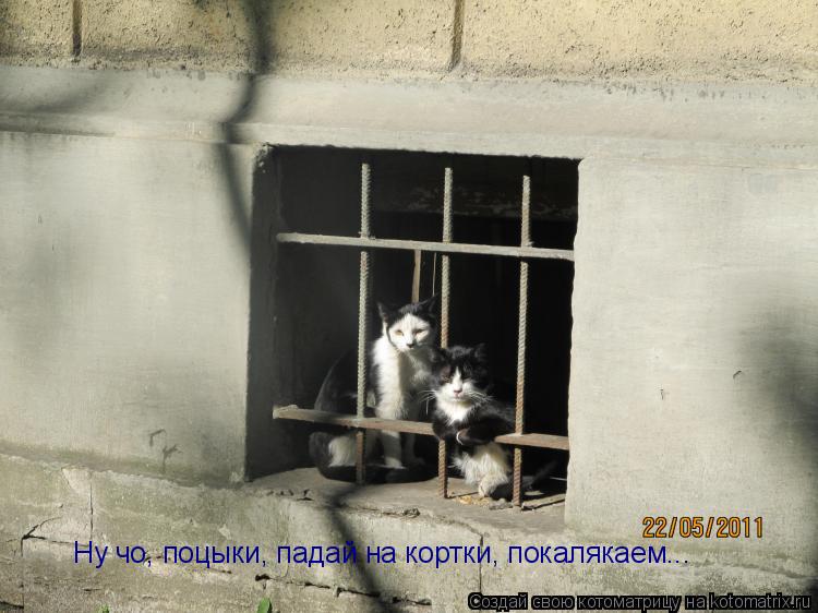 Котоматрица: Ну чо, поцыки, падай на кортки, покалякаем...