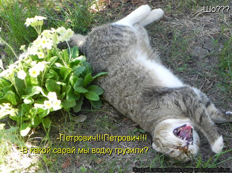 Котоматрица: -Петрович!!!Петрович!!! -Шо??? -В какой сарай мы водку грузили?